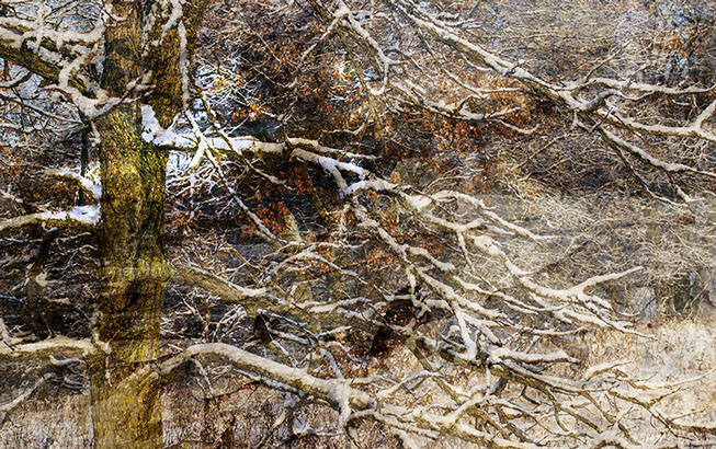 Winter No. 1 © Matt Gillett/Quercus Creations